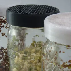 Sprout Growing Mason Jar Strainer