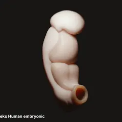 3 Weeks Human embryonic (baby stages)