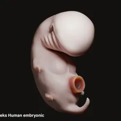4 Weeks Human embryonic (baby stages)