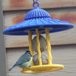 Birds. Bird feeder with grease ball