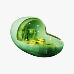 Chloroplast Cross Section Anatomy
