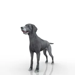 Dog 3D Model