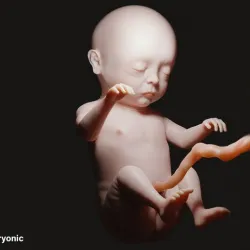 Month 9 Human embryonic (baby stages)