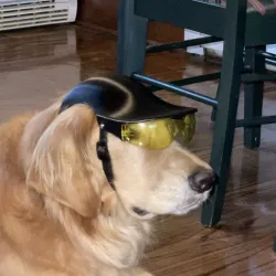 Novelty Dog helmet with safety glasses