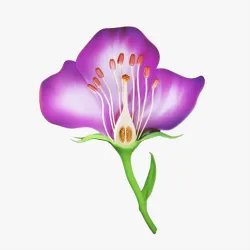 Parts Of A Flower Cross Section