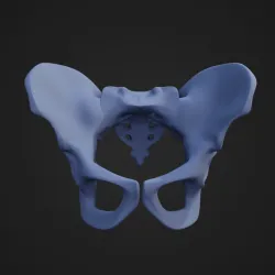 Pelvic Bone