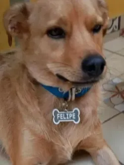 Placa para perro PERZONALIZABLE