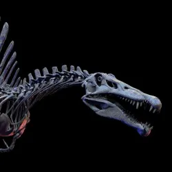 SPINOSAURUS SKELETON PART 2 OF 3