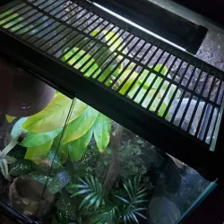 terrarium lid protector