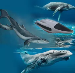 Minke whale