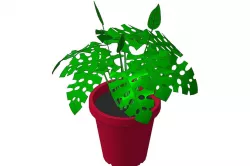Office flower Monstera