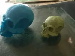Skull