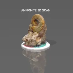 Ammonite 3D Scan