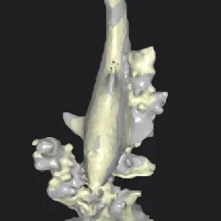Dolphin in the coral
