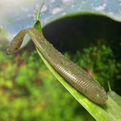 Fishing Lure Leech