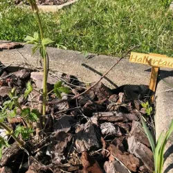 Hop Plant Pot Sign