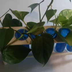 Propagation station with 6 test tubes