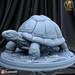 Tortoise