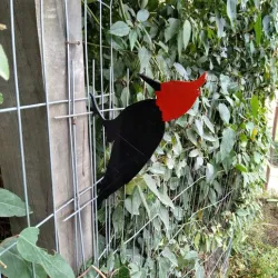 Woodpecker - home / garden decoration