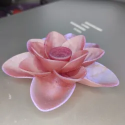 Lotus Flower
