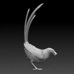 magpie