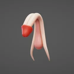 Penis Anatomy - Resting Penis