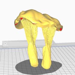 mitral valve 3D Models | Page 1 | STLFinder