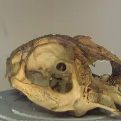 Rabbit skull