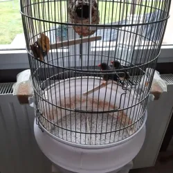 Round cage base