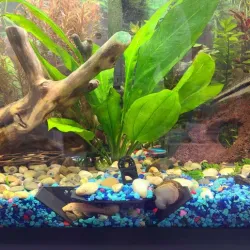 Aquarium Tunnel (Angled / Rectangle & Holes / No Holes)