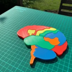 Brain Anatomy Puzzle