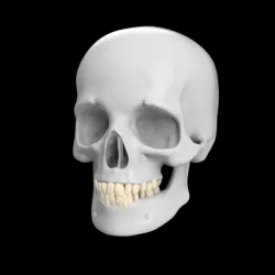 Human skull