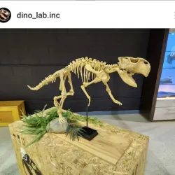 Lifesized Psittacosaurus skeleton