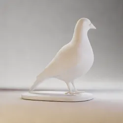 Pigeon