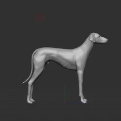 Arabian Greyhound sloughi dog
