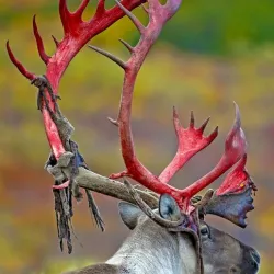 Caribou-Carnivor