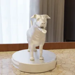 dog dog