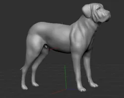 English Mastiff