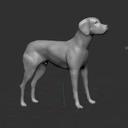 English Pointer