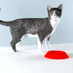 food bowl for cats