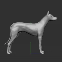 ibicencan hound