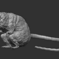 Rat real