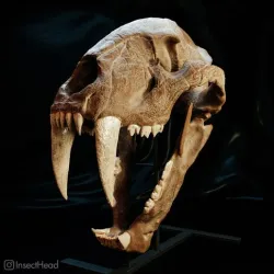 Saber-tooth tiger skull (Machairodus)