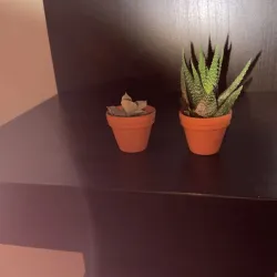 Small deco pot