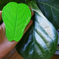 Ficus Lyrata leaf Cup coaster