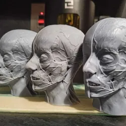 Head ecorche. Anatomy model