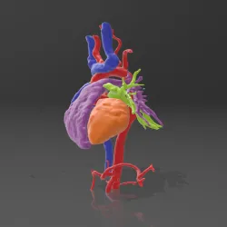 HUMAN HEART SCAN / CORAZON HUMANO ESCANEO / HUMAN HEART SCAN