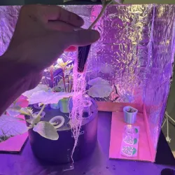 1" Net Cup for IDOO OR AEROGARDEN  HYDROPONICS