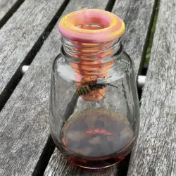 BOTTLE WASP TRAP