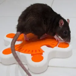 (Pet Enrichment Toy) Turntable Starfish